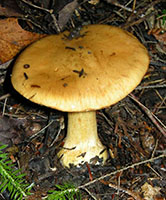 Cortinarius mucosus.